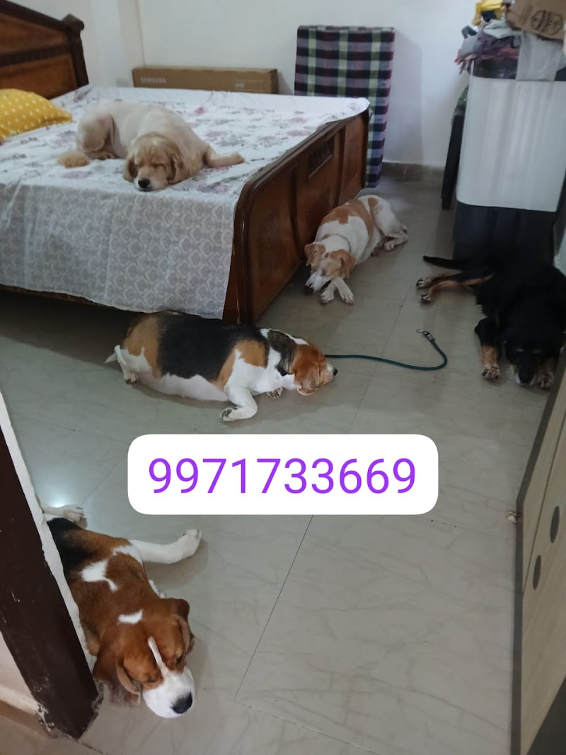 Charu pet home boarding services