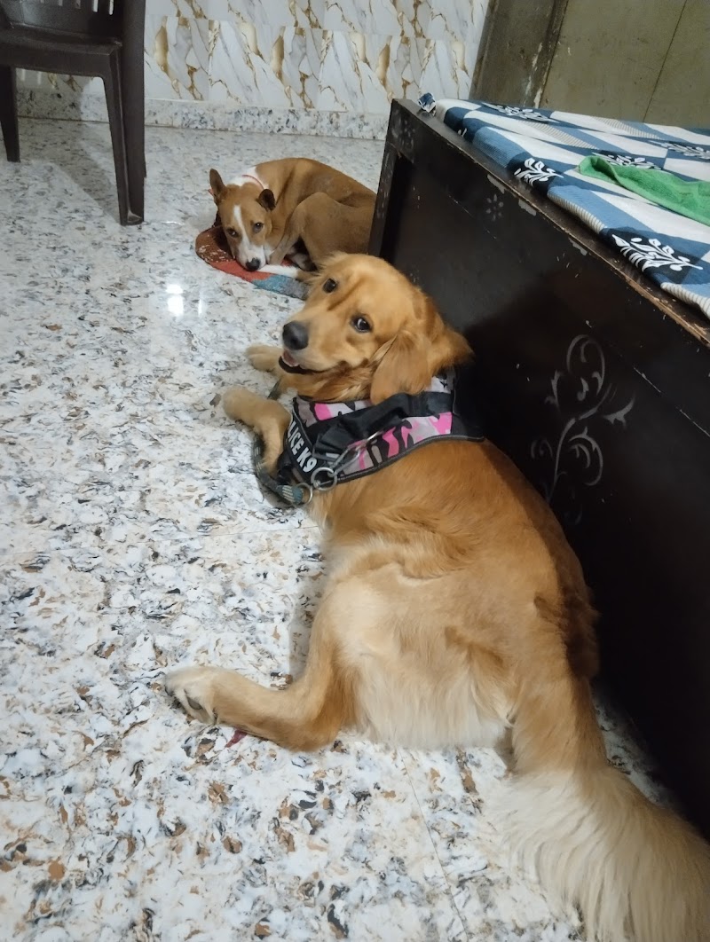 Chaudhary's Dog Hostel (A Complete Dog Care) — Photo 2