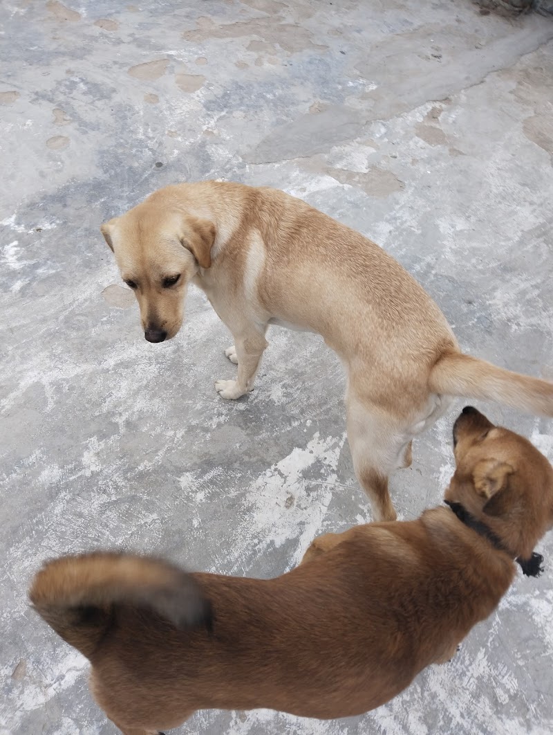 Chaudhary's Dog Hostel (A Complete Dog Care) — Photo 3