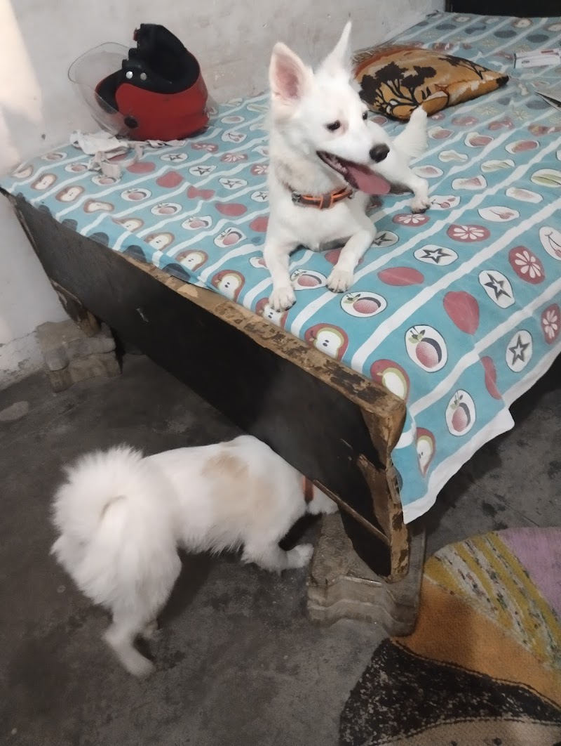 Chaudhary's Dog Hostel (A Complete Dog Care) — Photo 4