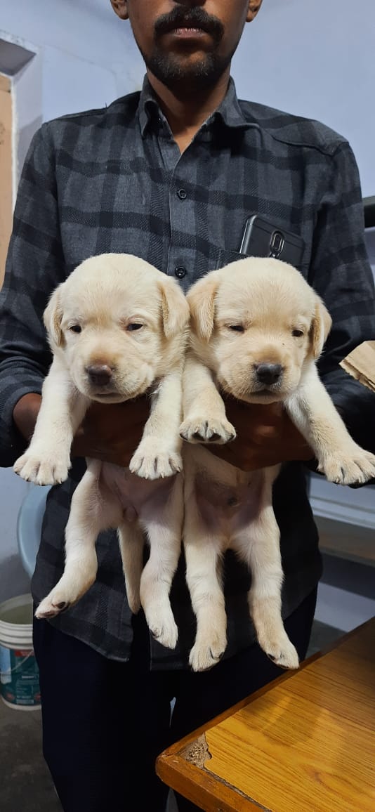 Chetans Google Aquariums — Photo 3