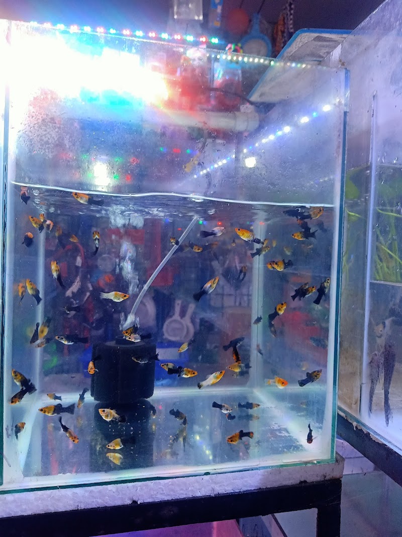 Chinnu's Pet Shop — Photo 4