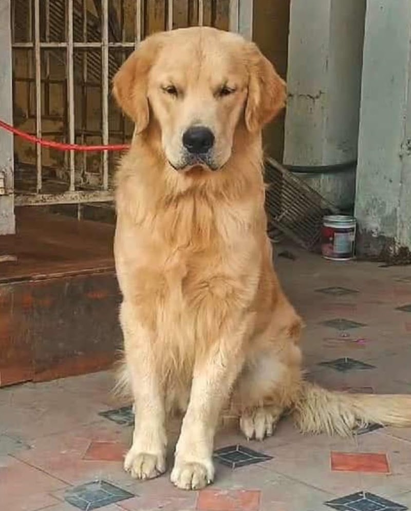 Chittu Kennel Pet Boarding &spa — Photo 2