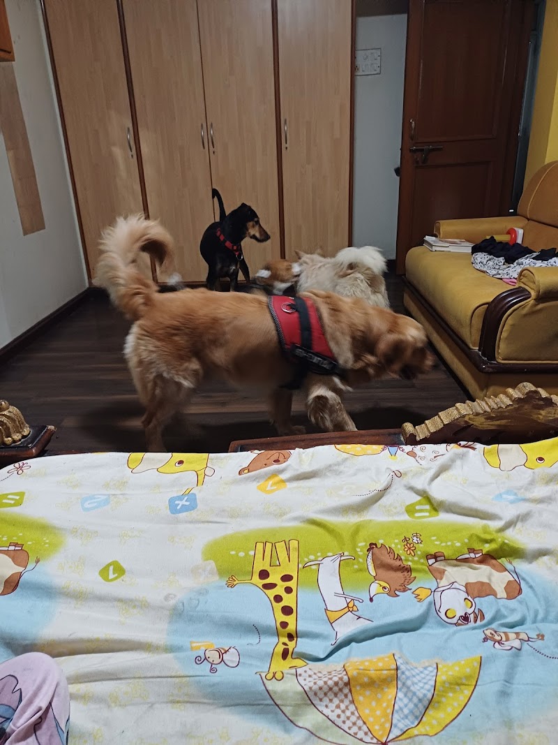 Choco Dog Daycare and Boarding