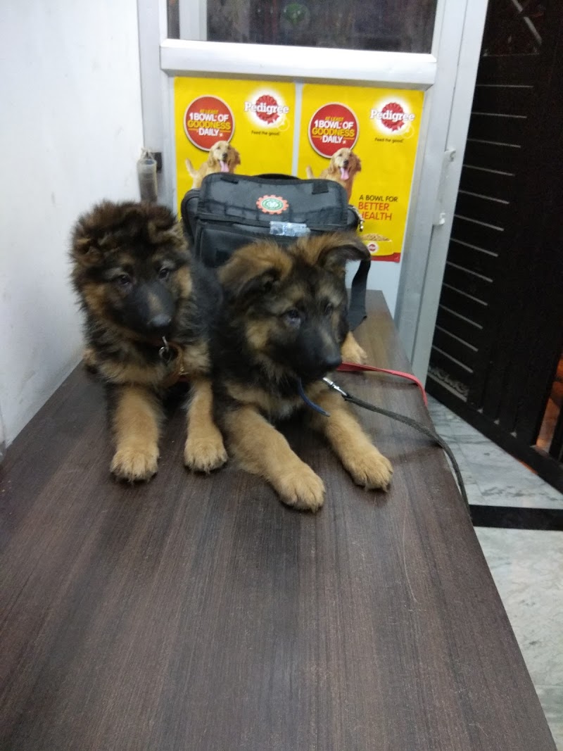 City Pet Care Clinic Omaxe city Lucknow