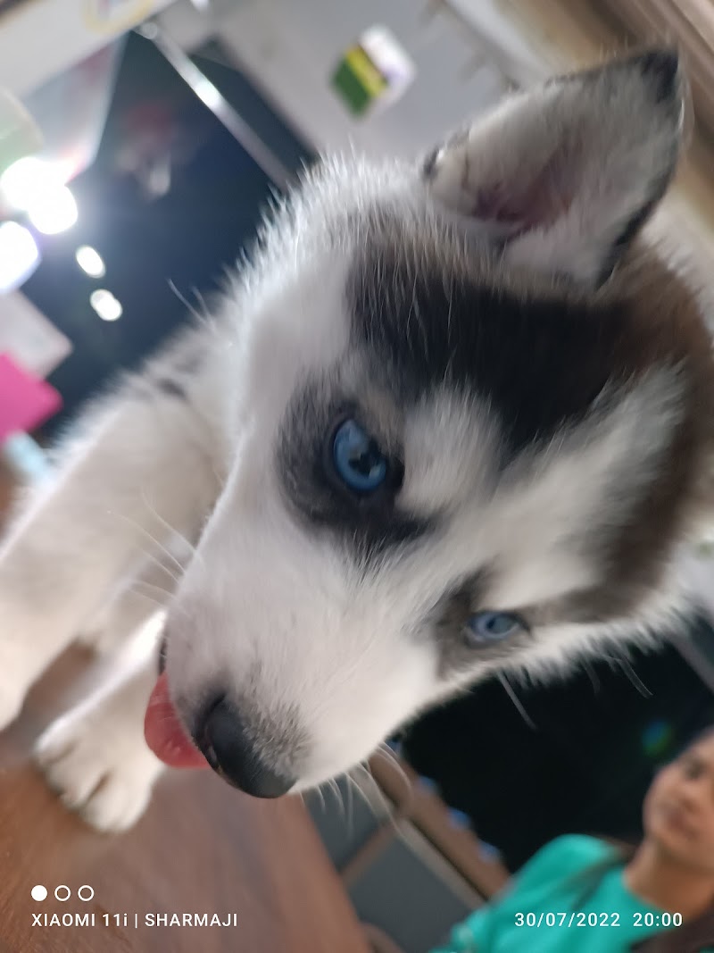 City pet clinic — Photo 4