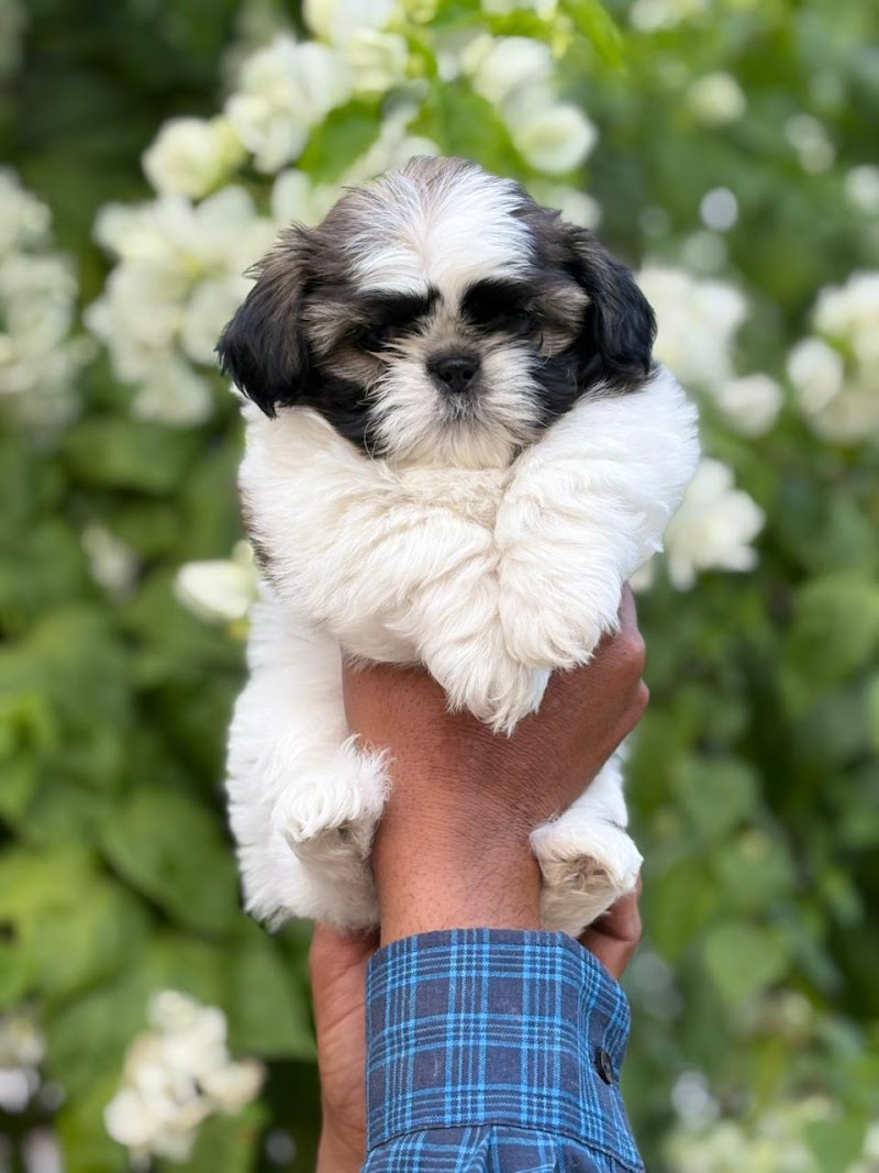 City Pet Shop | Best Pet Shop In Nagpur