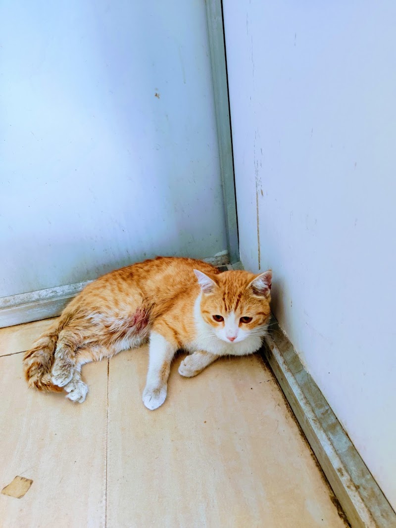 City Veterinary Hospital & Polyclinic — Photo 2