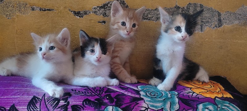 City Veterinary Hospital & Polyclinic — Photo 3