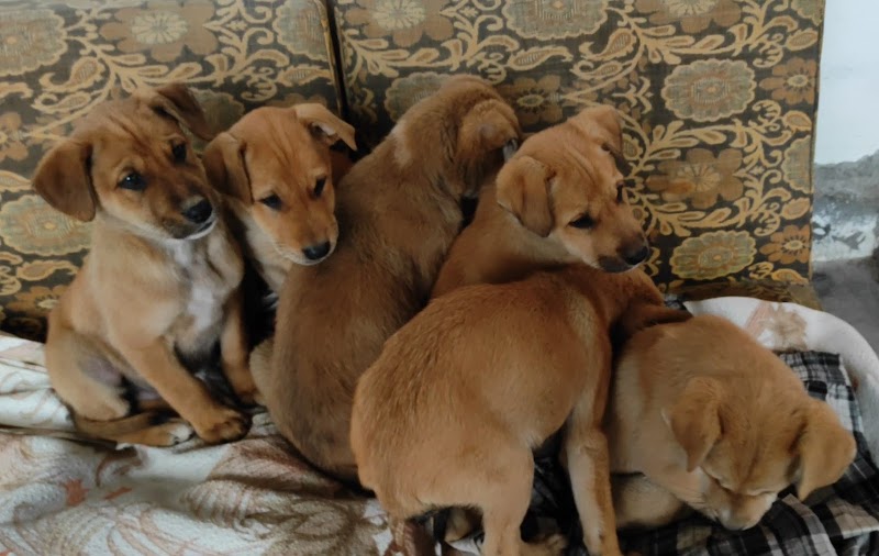 CIVIL VETERINARY HOSPITAL