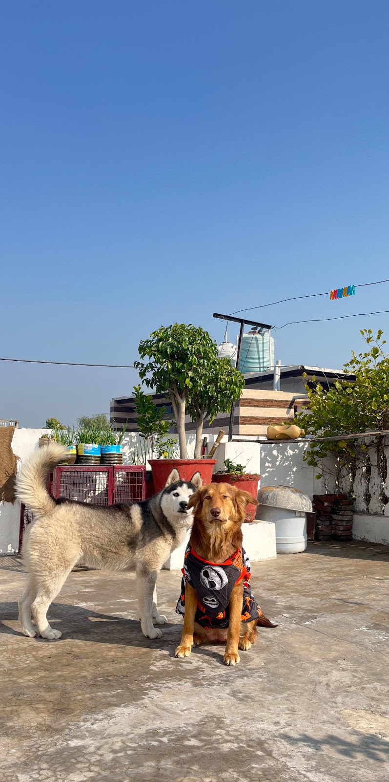 Coco's Pet House — Photo 3