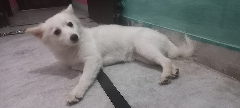 Coco's Pet House — Photo 4