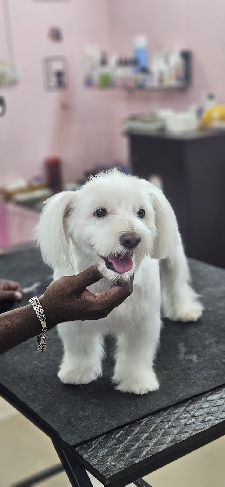 CookiePaws Grooming Centre for pets — Photo 4