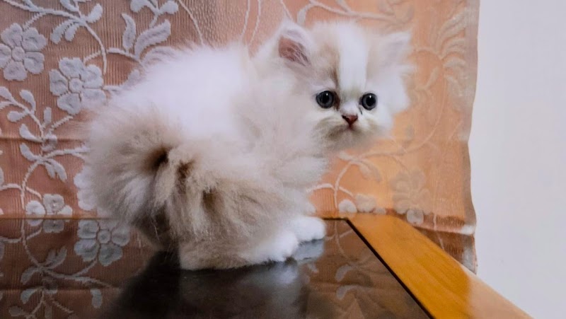 Cottoncloud Cattery — Photo 1