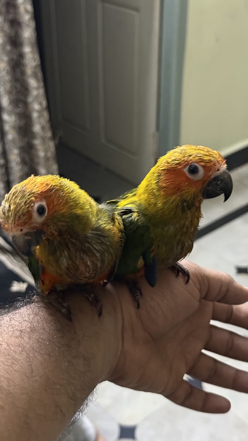 Cottoncloud Cattery — Photo 3