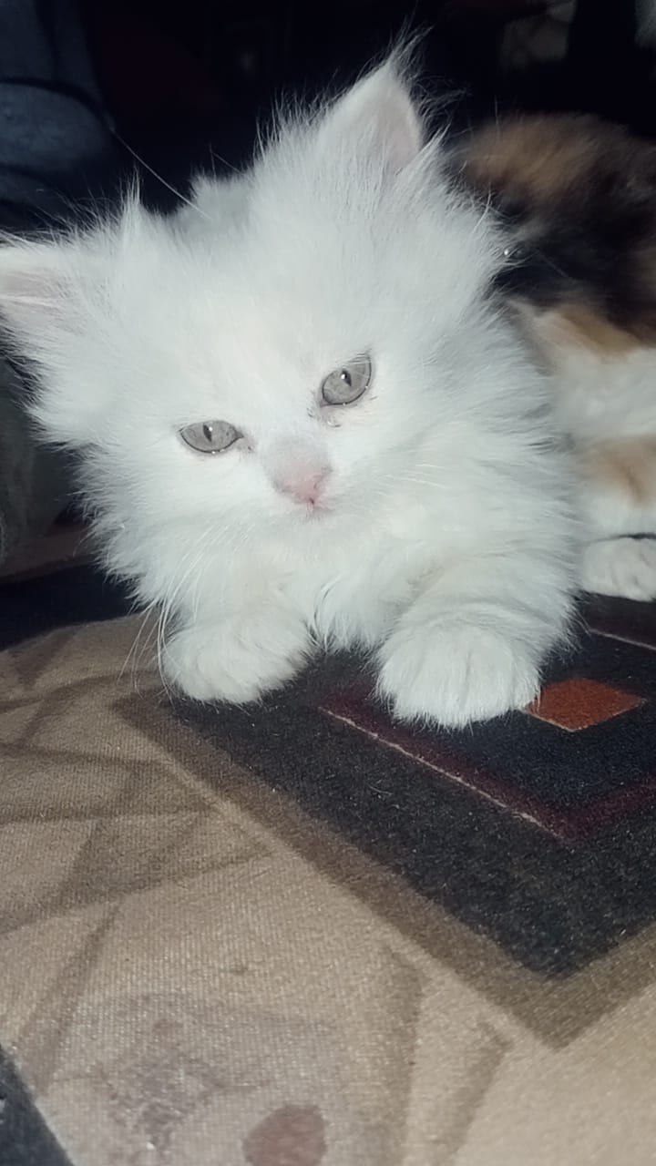 Cottoncloud Cattery — Photo 4