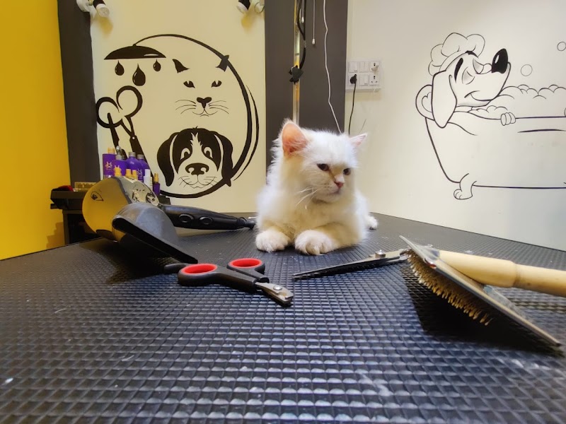 Cowy Pet Salon And Shop - Pet Groomer | Pet Salon | Best Pet Shop | Pet Grooming Salon