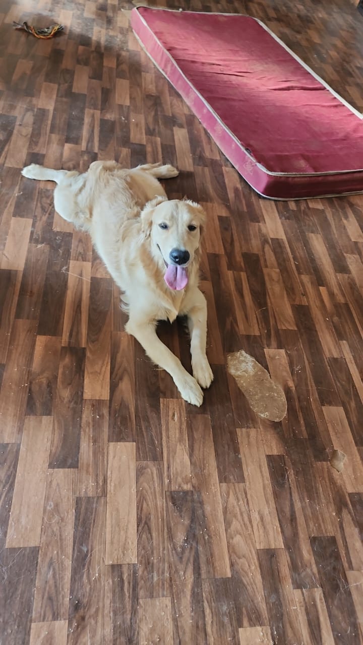 Cozzy Tails - Dog & Cat Daycare, Dog & Cat Boarding, Home Boarding, Pet Boarding in New Kalyani Nagar, Wadgaon Sheri, Pune