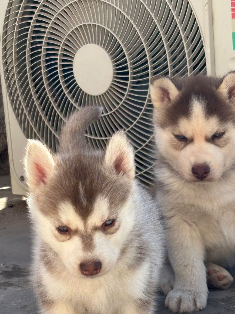 CROWN PETS AHMEDABAD — Photo 2