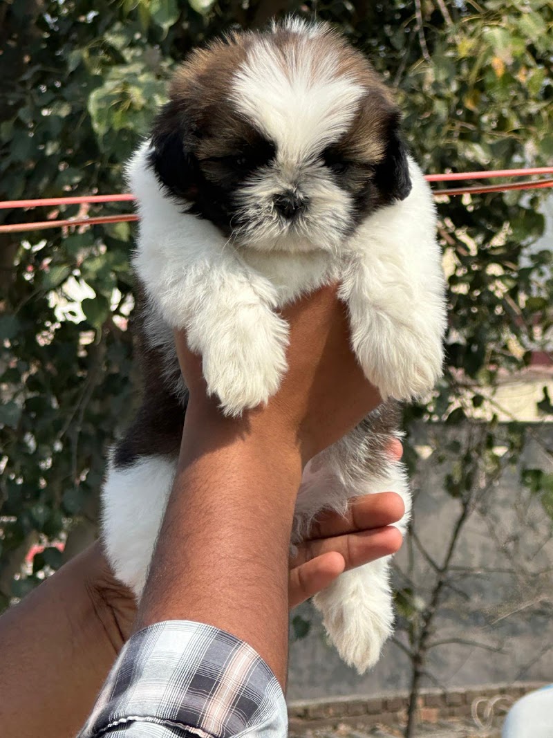 CROWN PETS AHMEDABAD — Photo 3