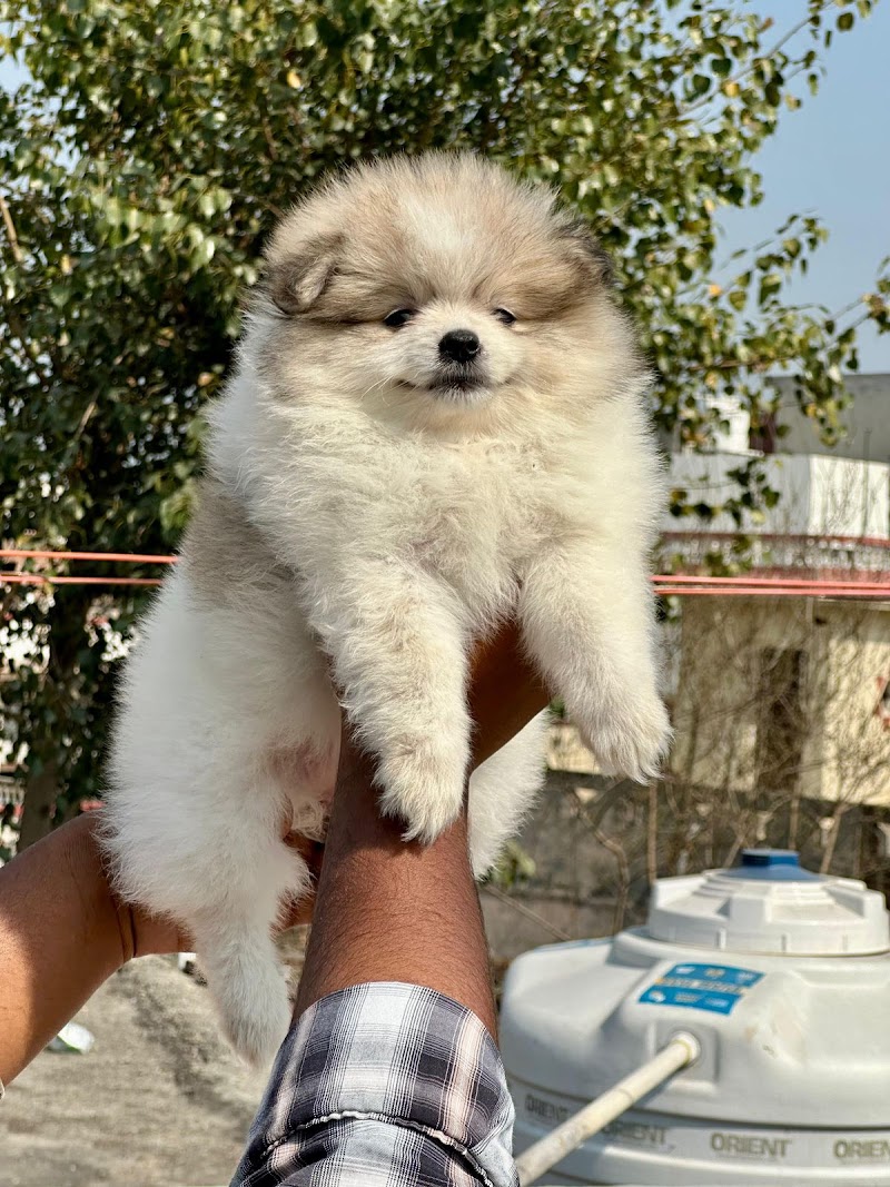 CROWN PETS AHMEDABAD — Photo 4