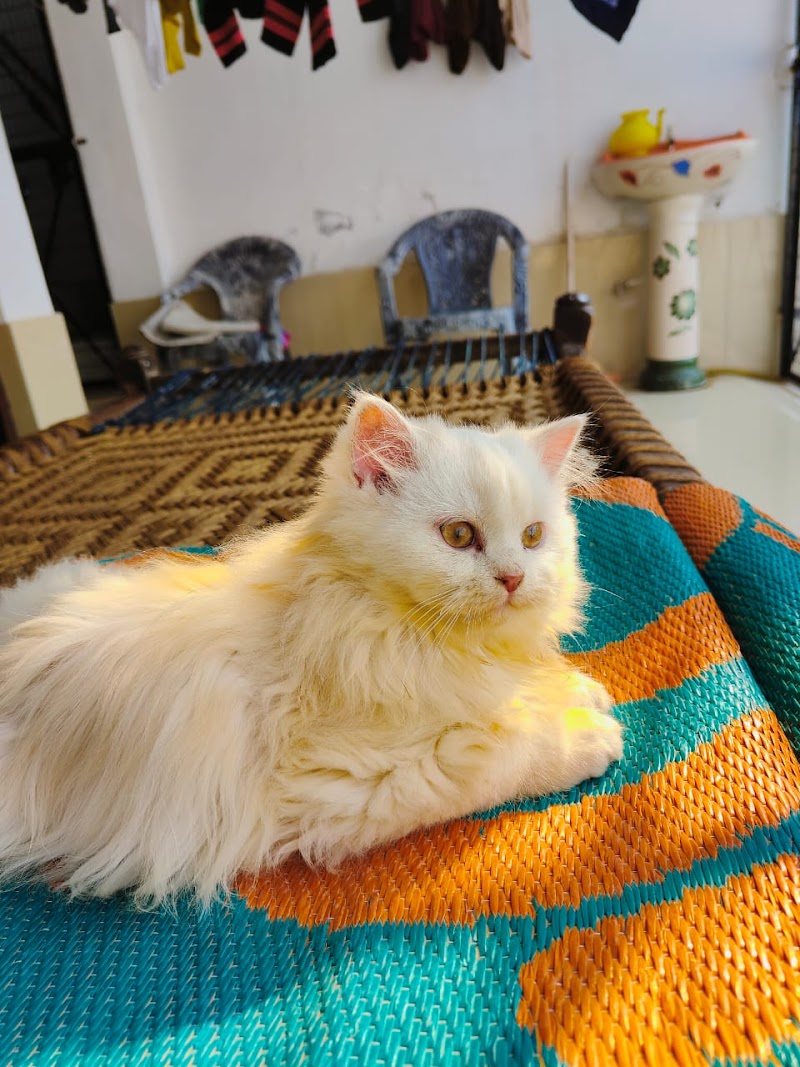 Crystal Pet Zone — Photo 3