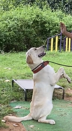 D-K9 Working Dogs (Durgaom's Canine)