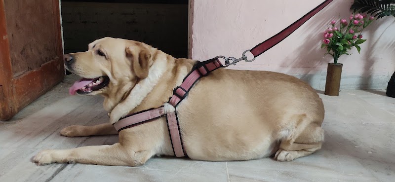 d paws pet clinic — Photo 2