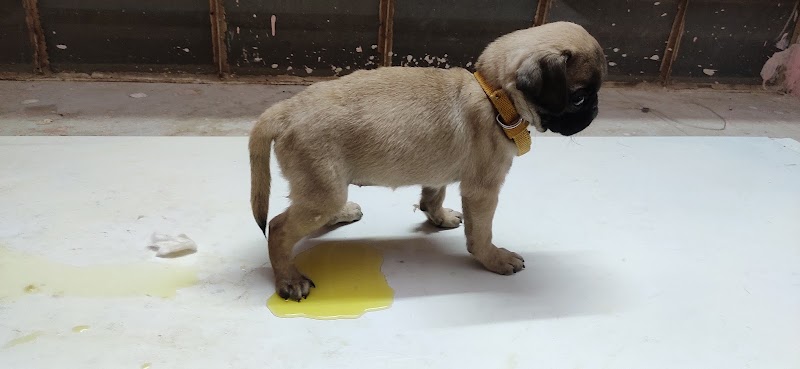 d paws pet clinic — Photo 3