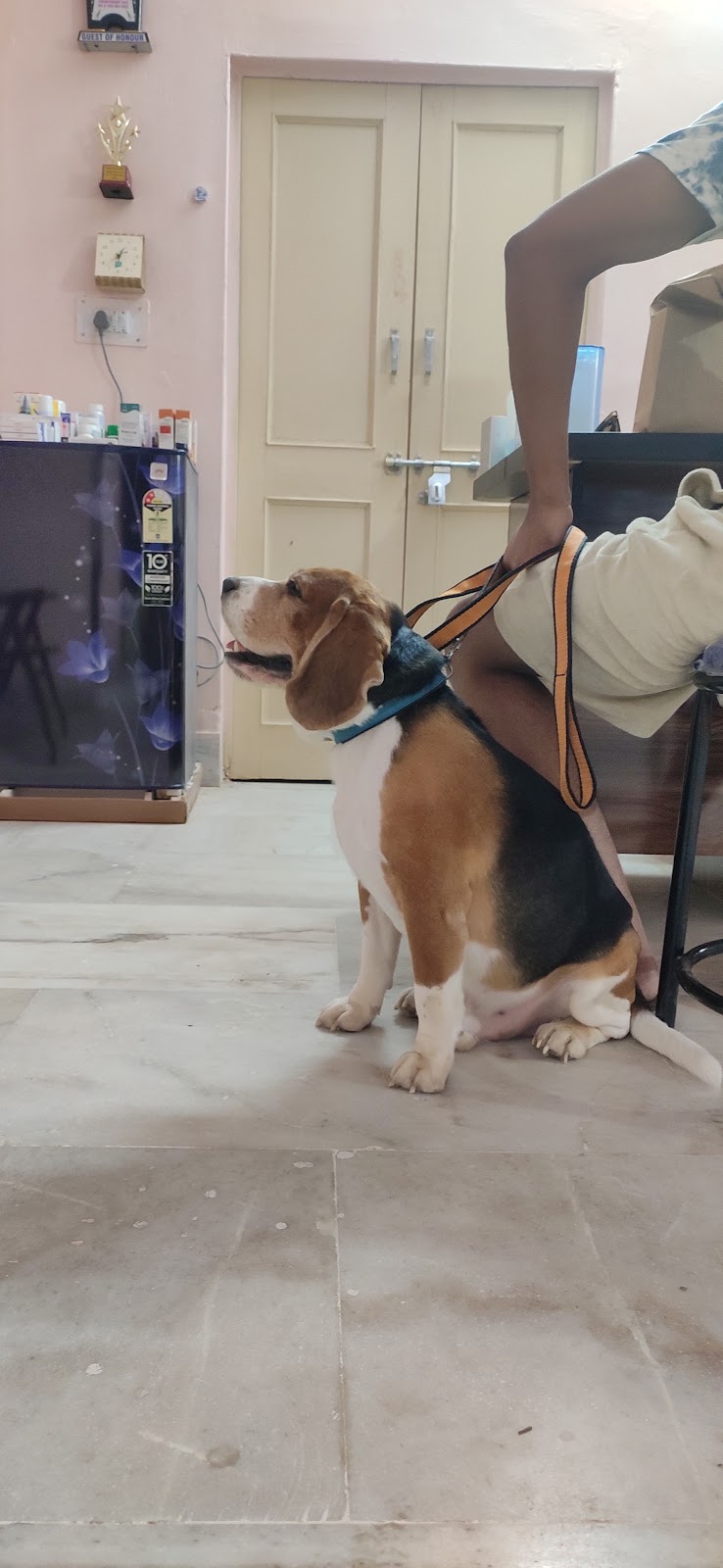 d paws pet clinic — Photo 4