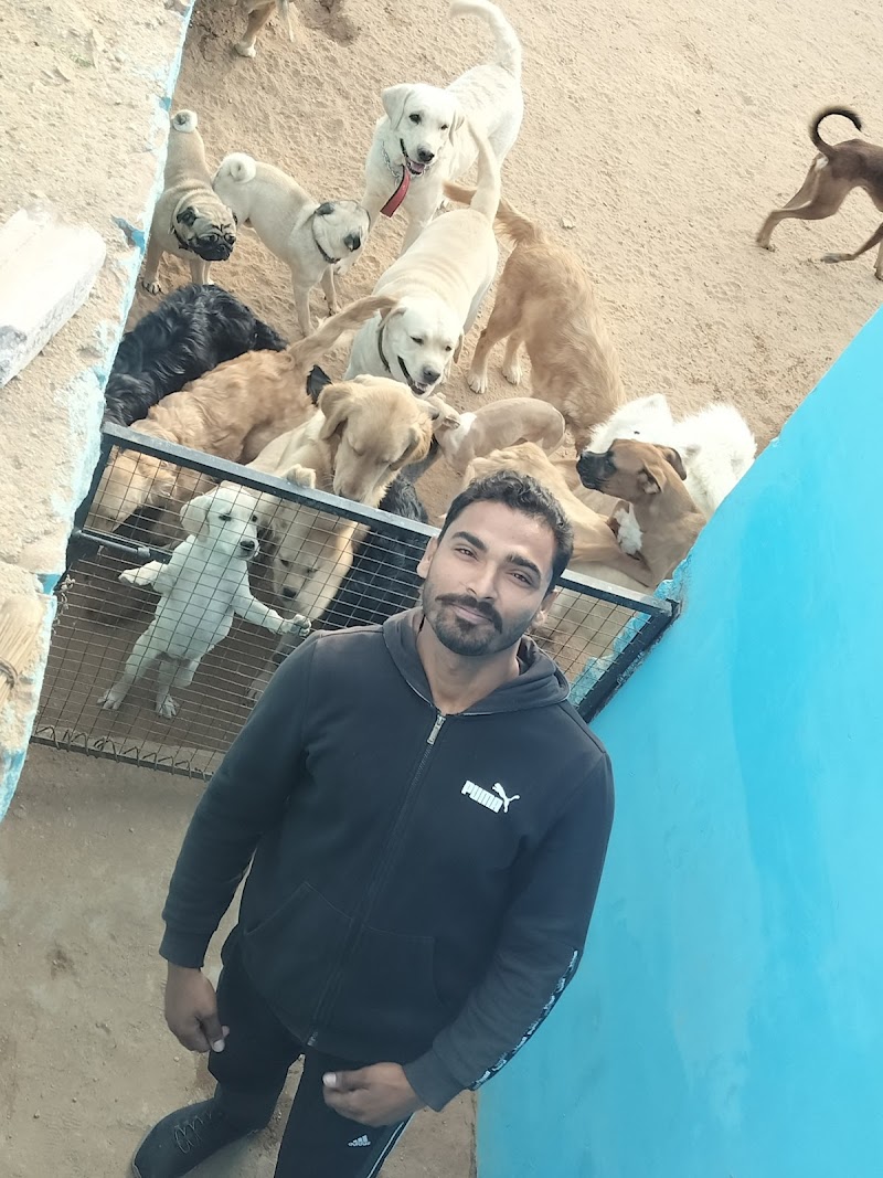 D Resort Dog Training centre and Dog Hostel Jodhpur