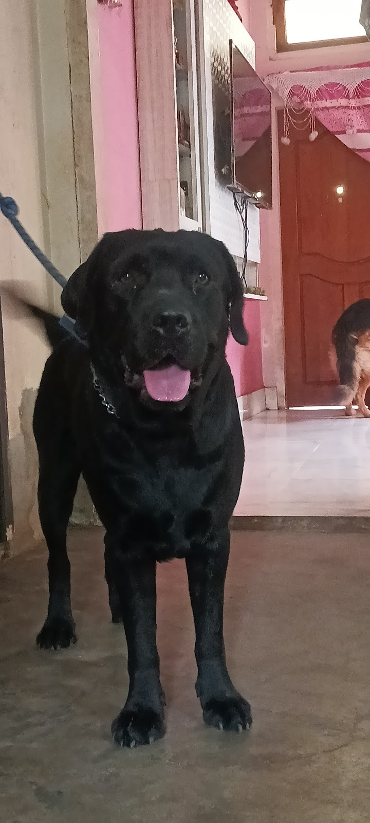 Daisy Kennel — Photo 2