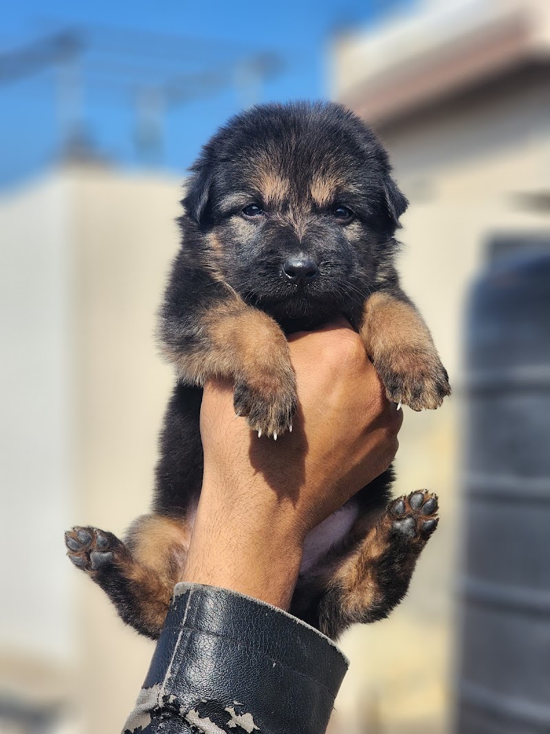 Dayal pet — Photo 3