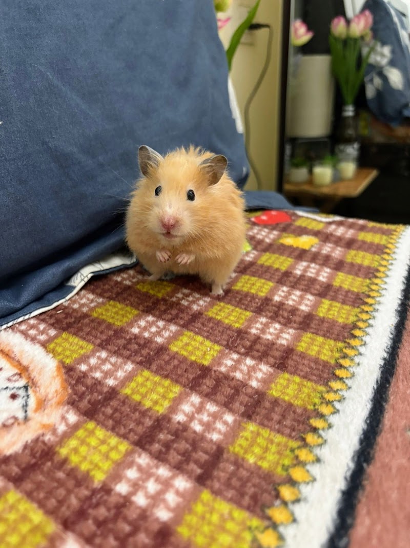 Dayal pet — Photo 4