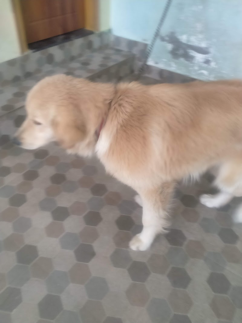 Dehradun Dog boarding hostel — Photo 2