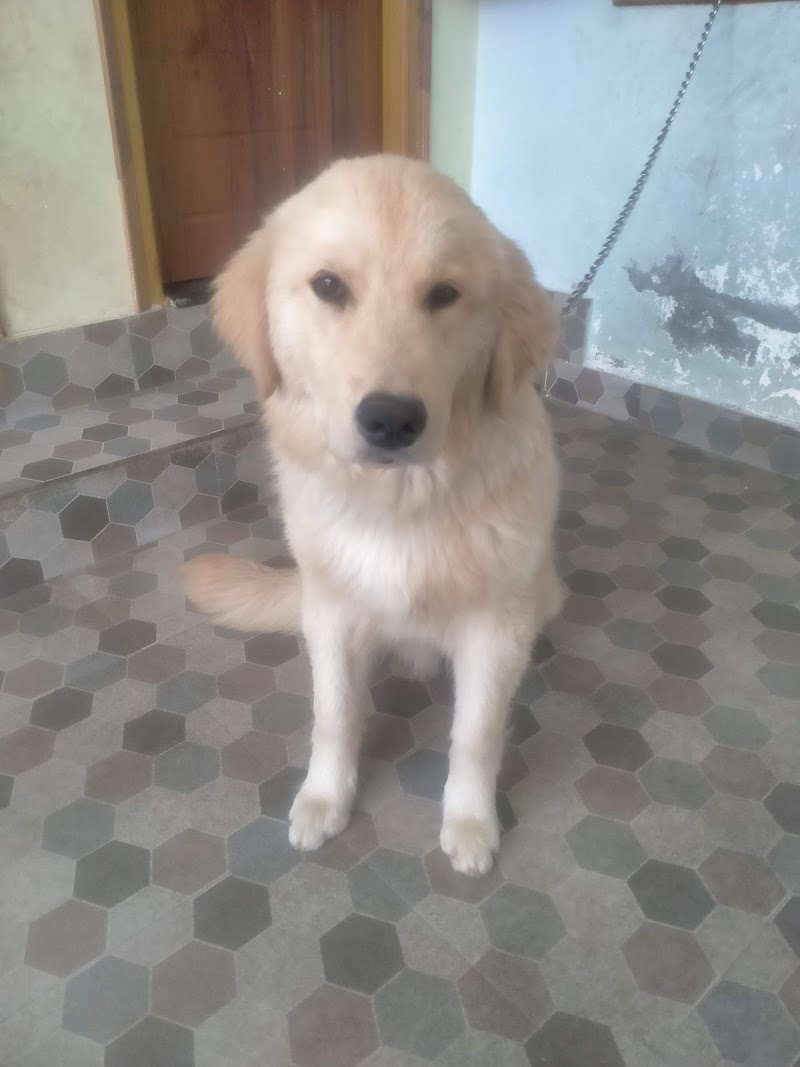 Dehradun Dog boarding hostel — Photo 3