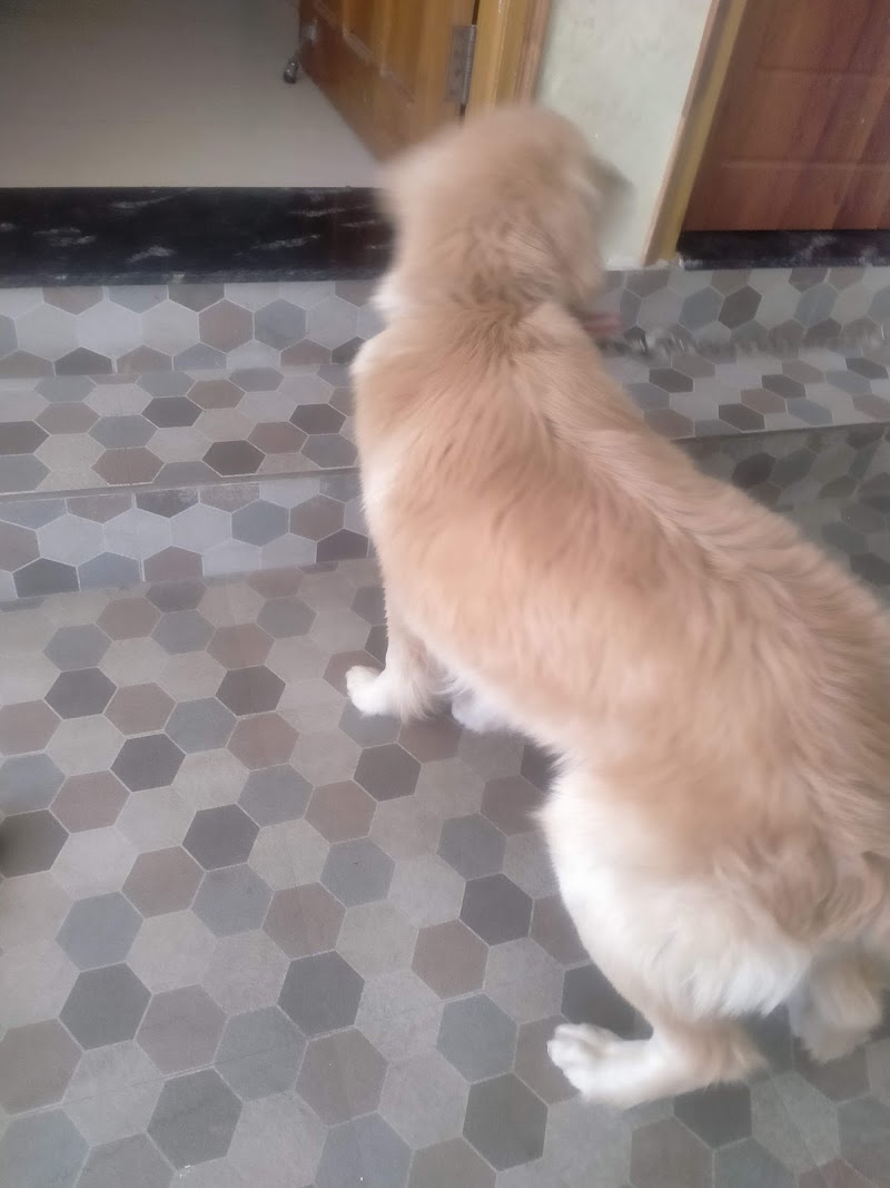 Dehradun Dog boarding hostel — Photo 4