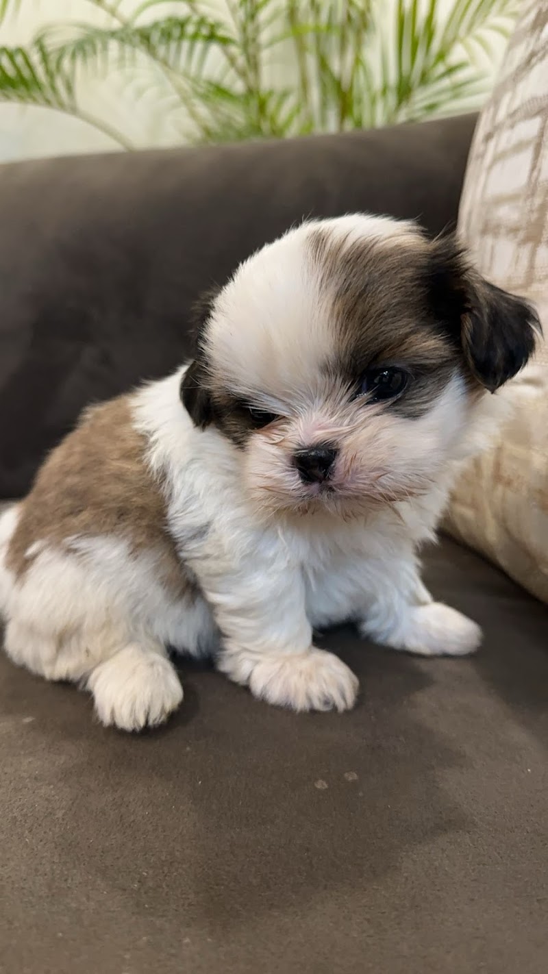 Dehradunpetdogs — Photo 2