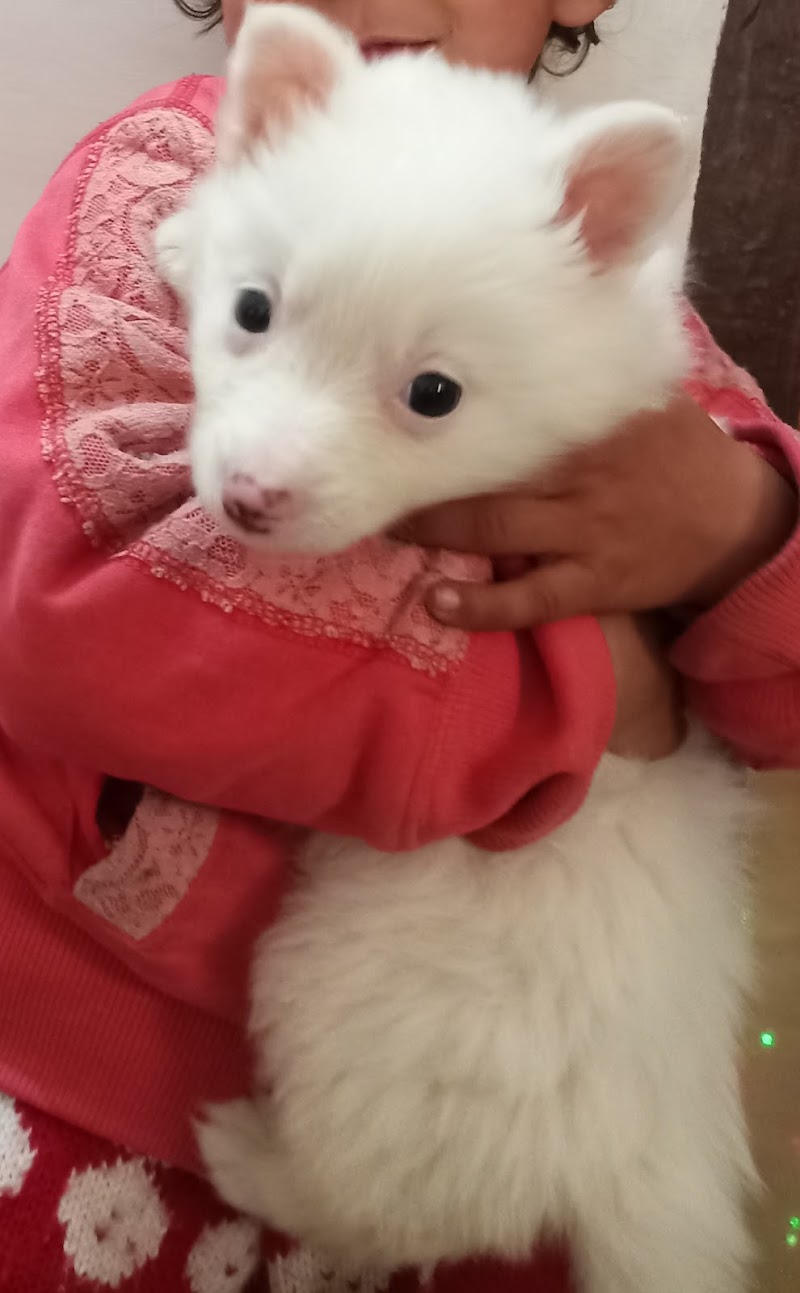 Dehradunpetdogs — Photo 3