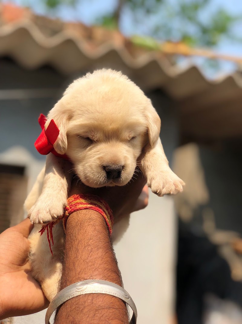 Dehradunpetdogs — Photo 4