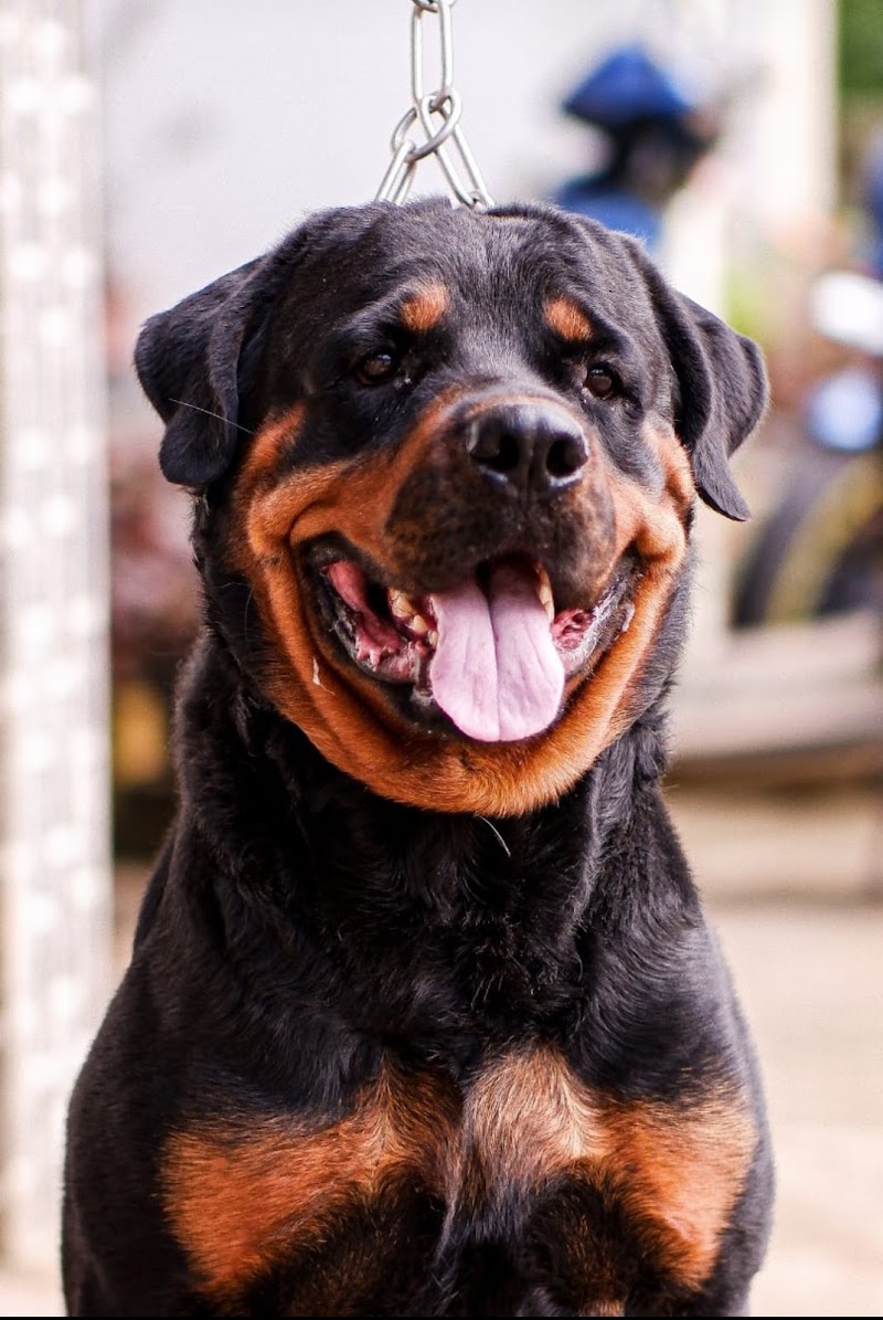 DELMON'S DOG CARE CENTRE — Photo 3