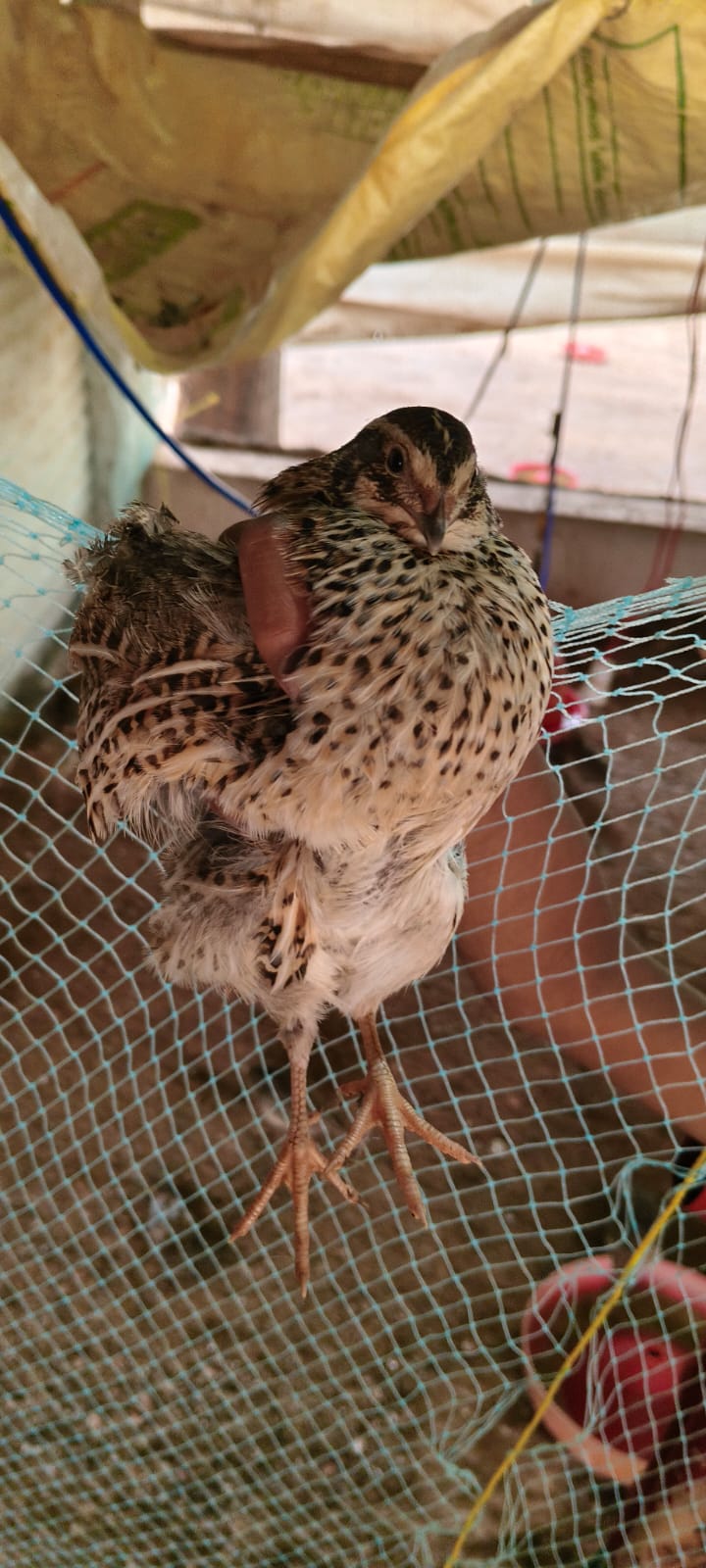 Desi Quail farm and eggs — Photo 2