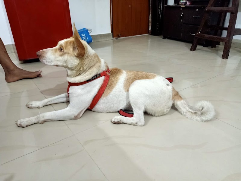 DEV DOG CLINIC (Dr Verma ,Dr Singh ) — Photo 3