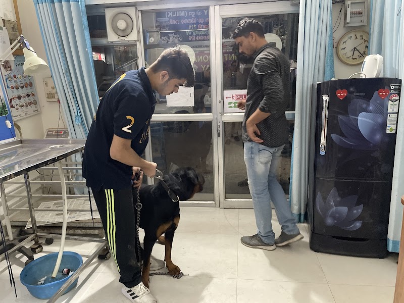 DEV DOG CLINIC (Dr Verma ,Dr Singh ) — Photo 4
