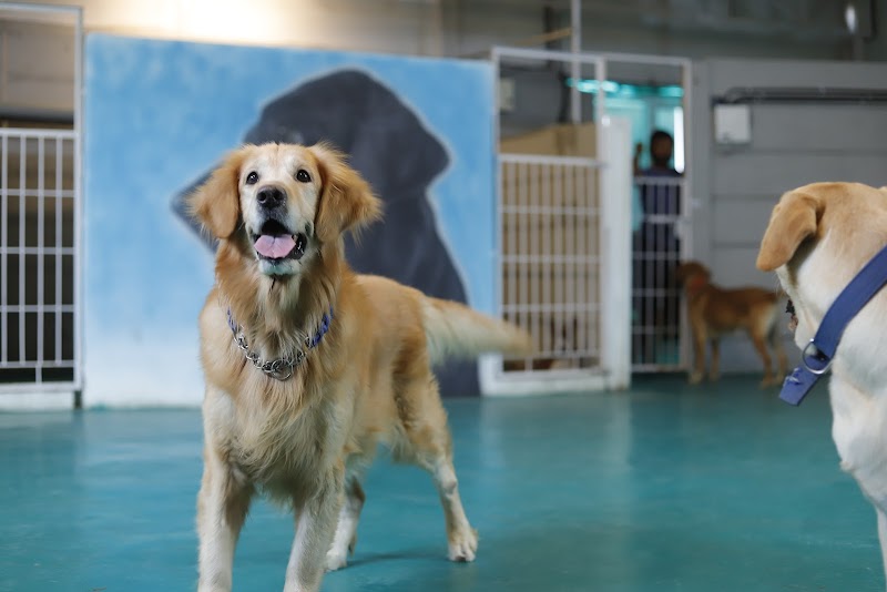 Dexter Pet Boarding And Holiday Homes