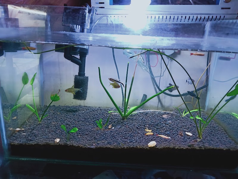 Dharampeth Aquarium and Pet Shop — Photo 3