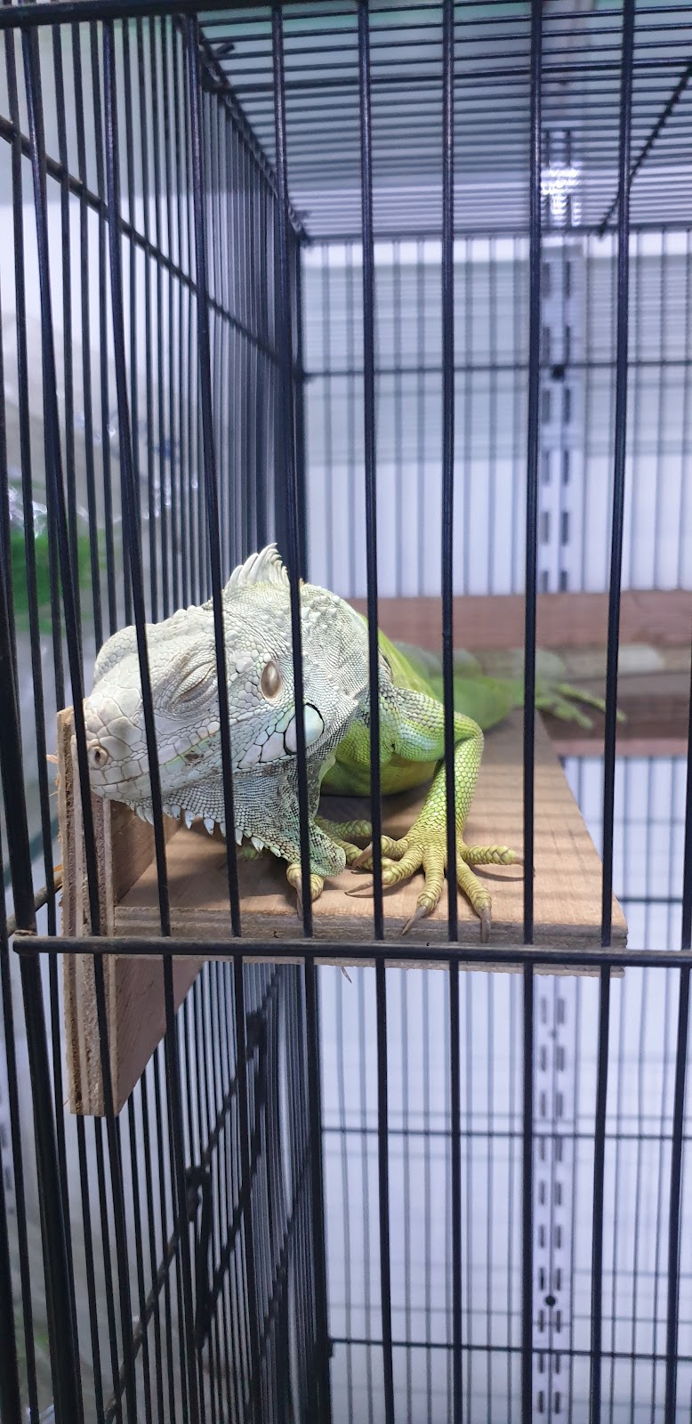 Dharampeth Aquarium and Pet Shop — Photo 4