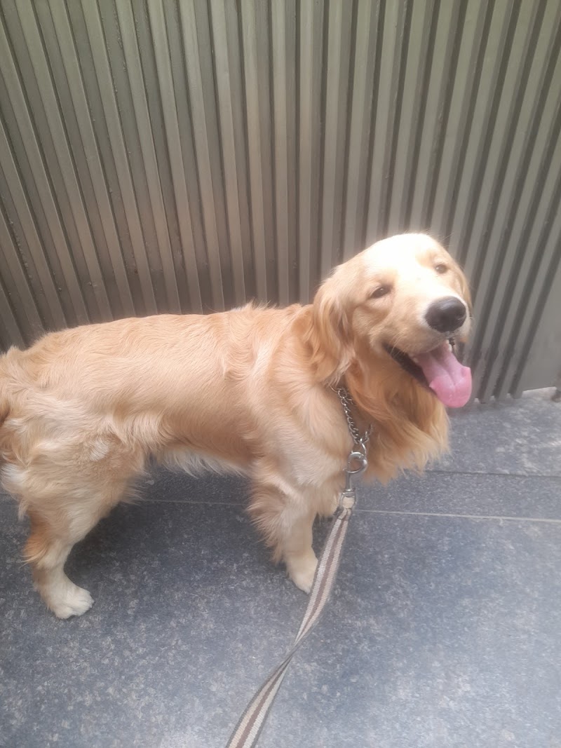 Dharmendra Sharma Dog Trainer