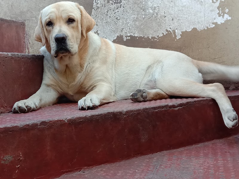 Dheeraj dog kennel — Photo 2