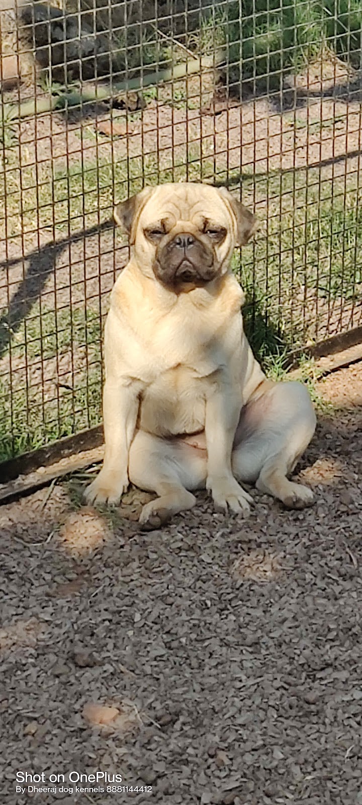 Dheeraj dog kennel — Photo 3